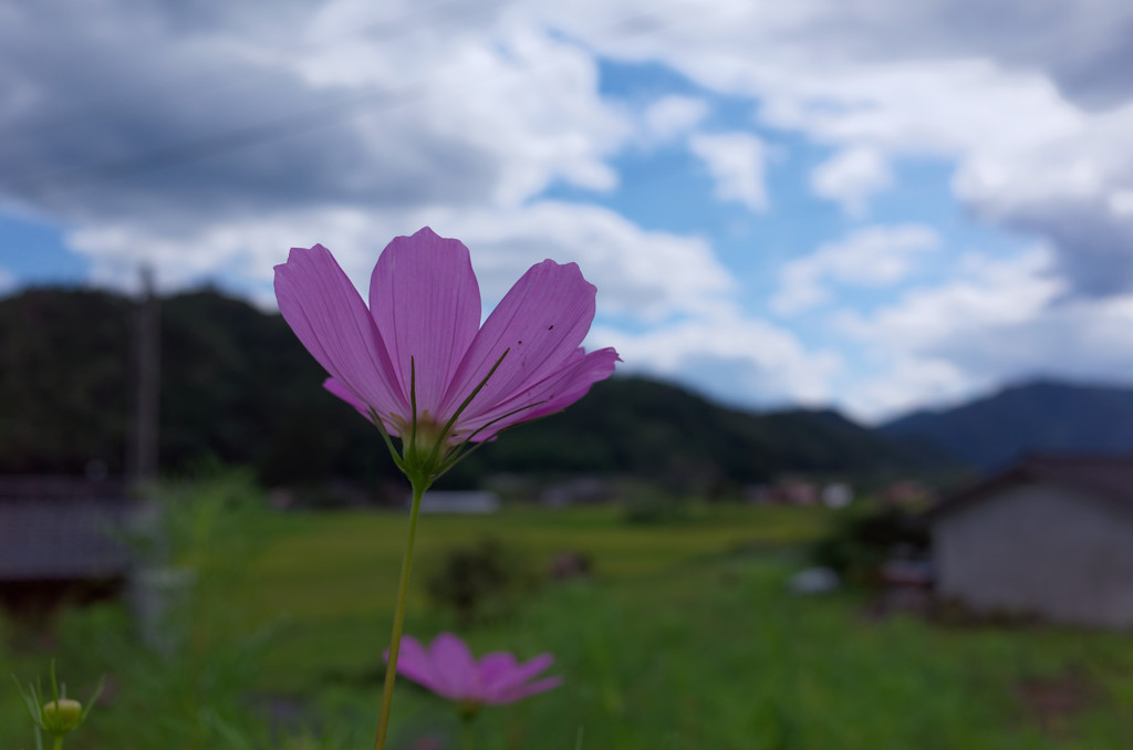 紫の