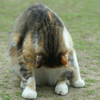 ウオオオッ