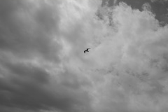 DSCF8888