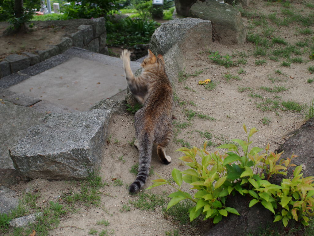くわっ