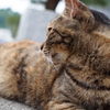 ふいっ