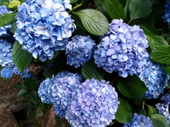 紫陽花