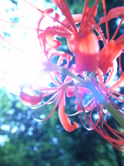曼珠沙華