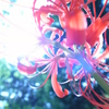 曼珠沙華