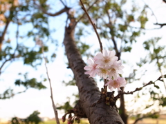 近所で見つけた十月桜