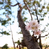 近所で見つけた十月桜