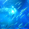 光と魚