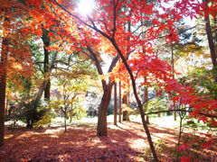 平林寺のカラフルな紅葉