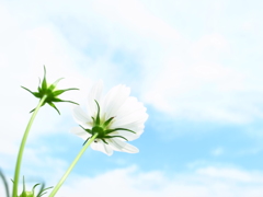 とろける白