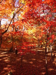 紅のグラデーション