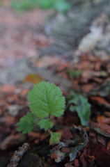 朽木に生えた芽