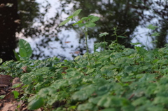 森。