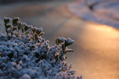 雪の日の朝