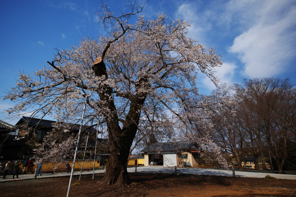 江戸彼岸桜