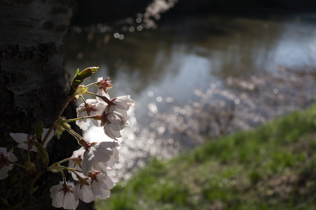 福岡堰の桜