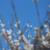 かくれんぼ