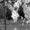 sakura #2