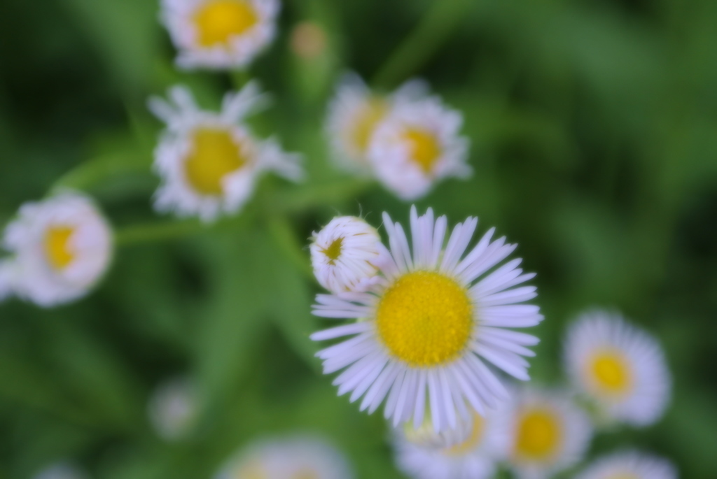 カモミールじゃないよ