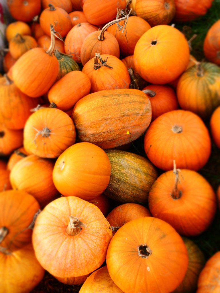 ♪pumpkin paradise♪