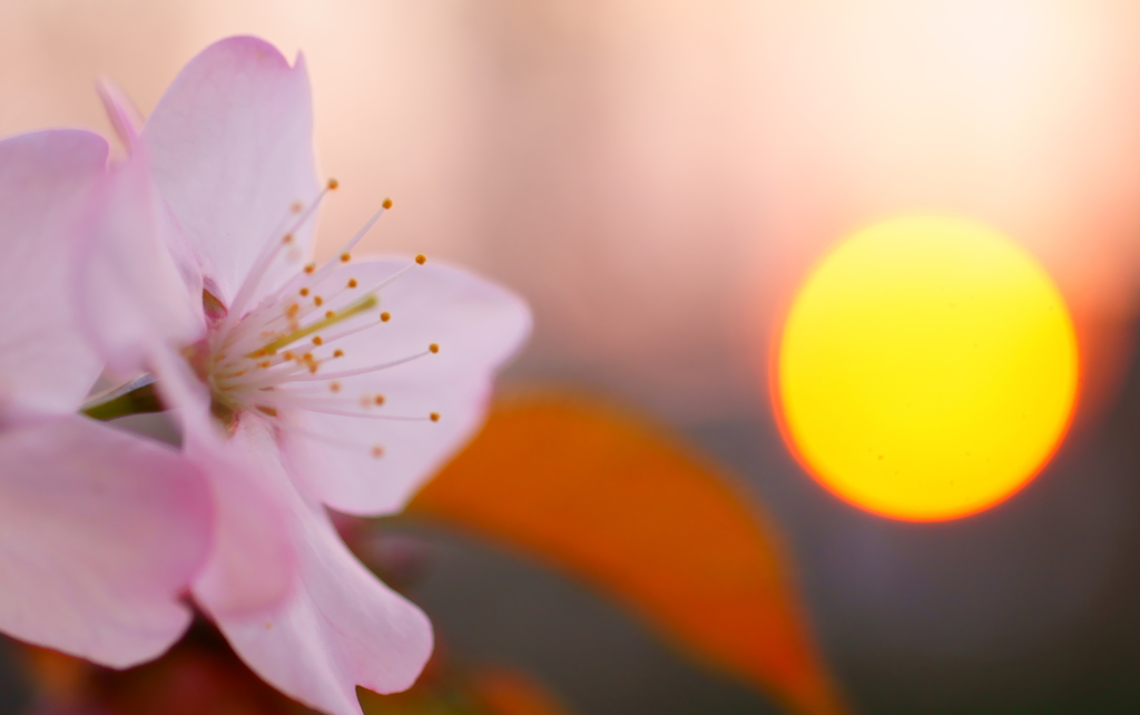 桜と夕日