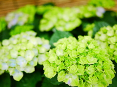 緑の紫陽花