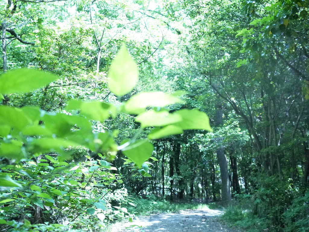 森の中へ・・・