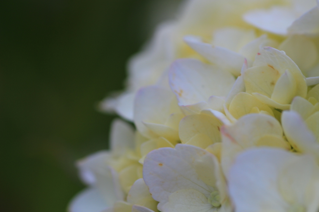 white  hydrangea