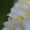 white  hydrangea