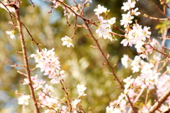 風に揺れる十月桜