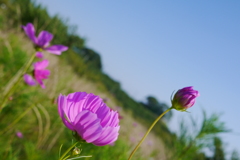 もうすぐ咲くかな。。。