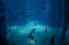 海遊館