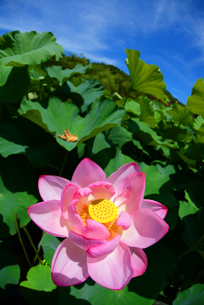  和歌山県植物公園緑花センター