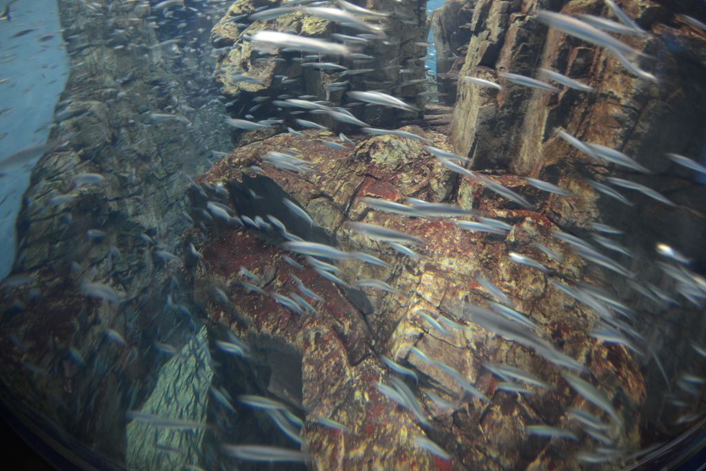 魚群