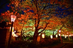 和歌山公園夜桜
