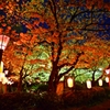 和歌山公園夜桜