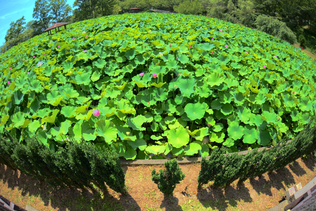  和歌山県植物公園緑花センター