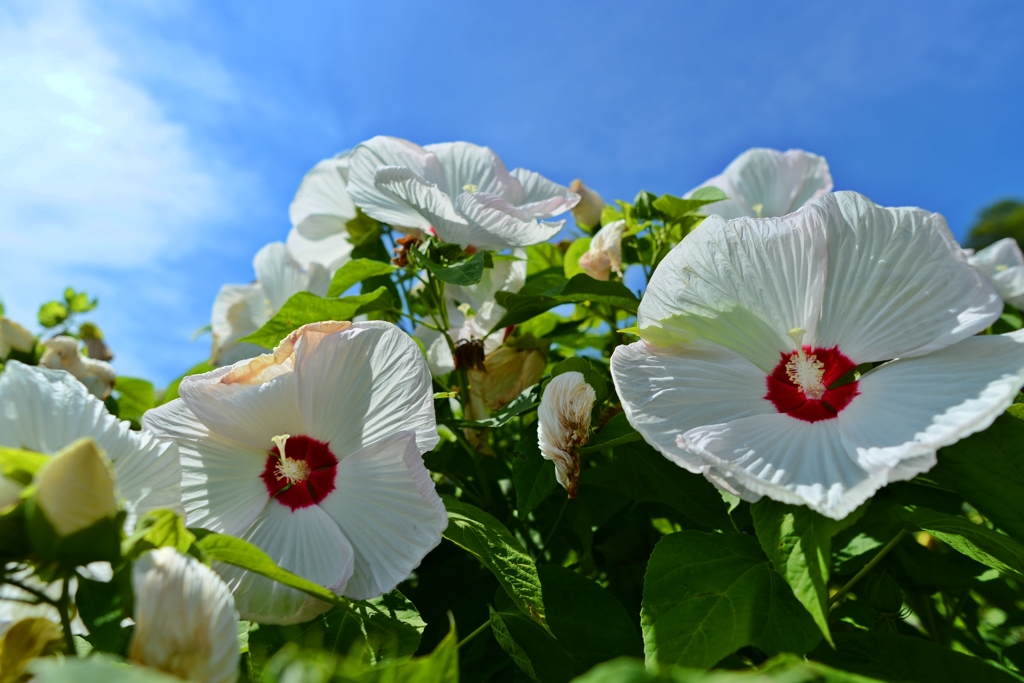  和歌山県植物公園緑花センター