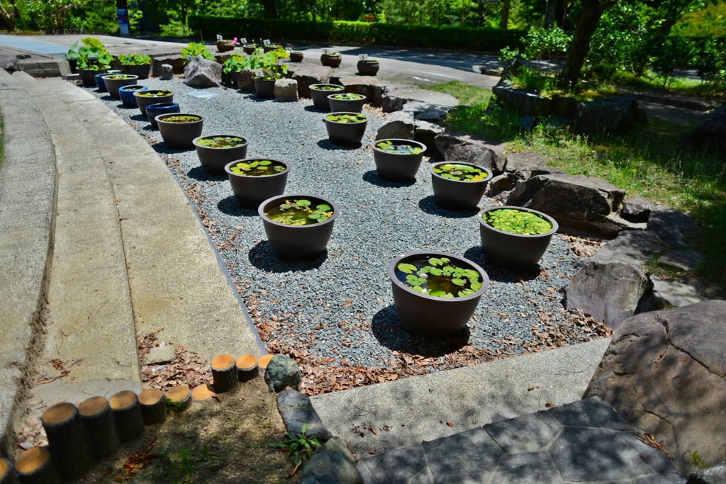  和歌山県植物公園緑花センター