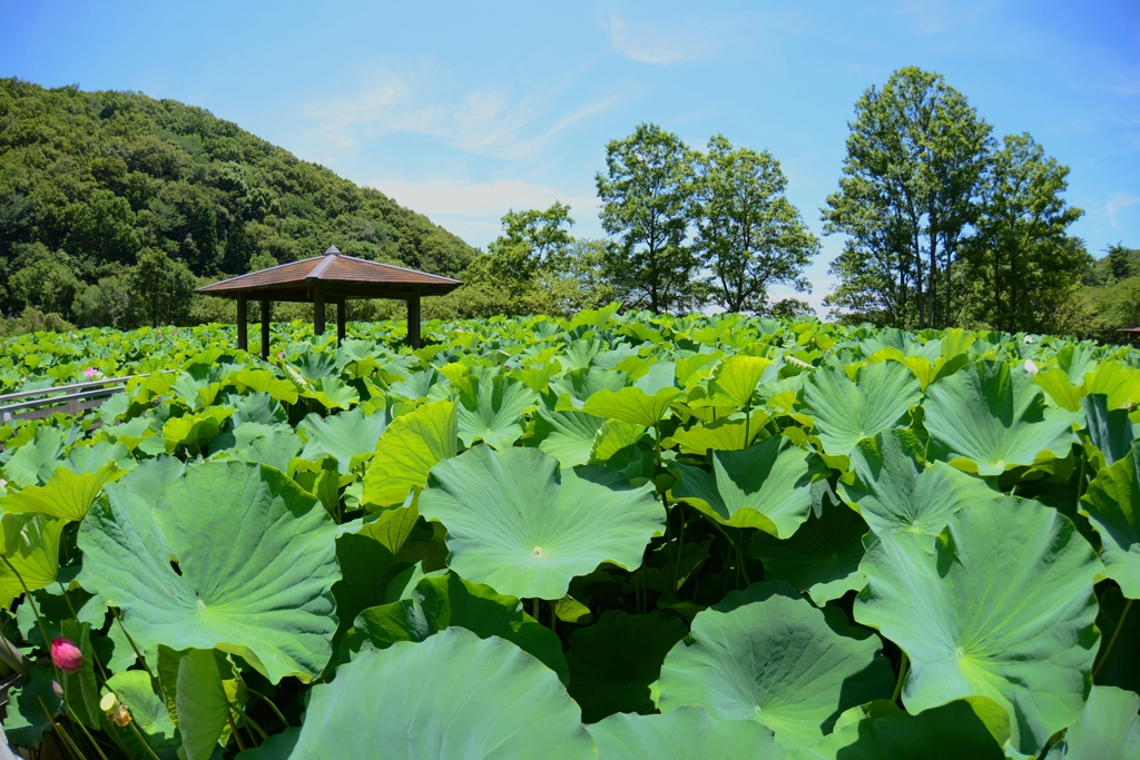 和歌山県植物公園緑花センター