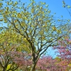 御衣黄桜