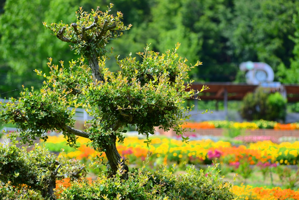 和歌山県植物公園緑花センター