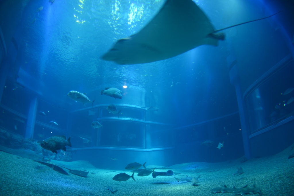 海遊館