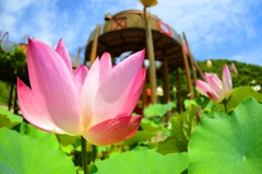  和歌山県植物公園緑花センター
