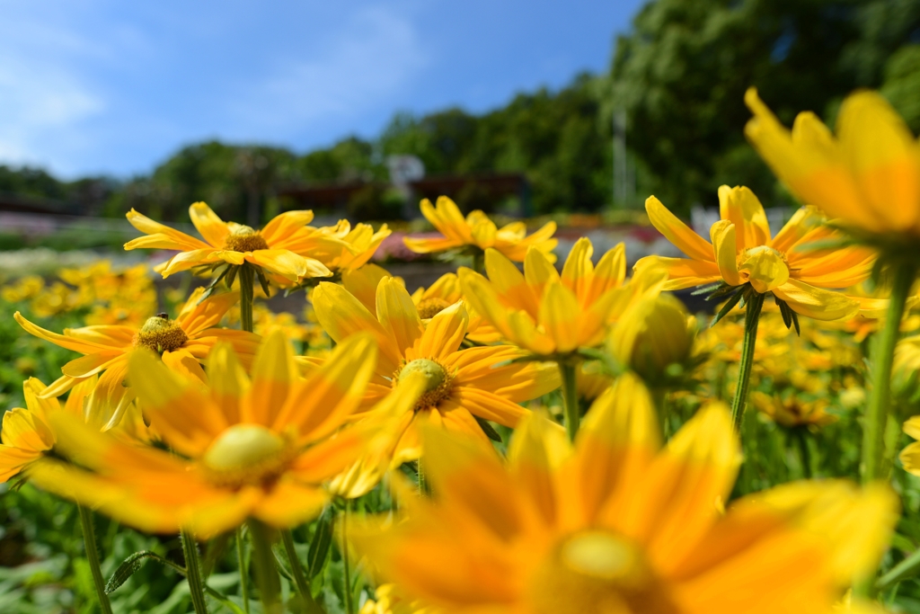  和歌山県植物公園緑花センター