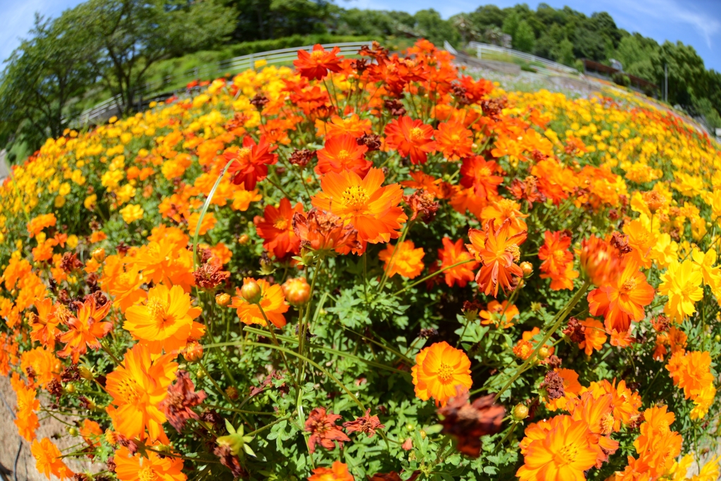  和歌山県植物公園緑花センター