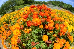  和歌山県植物公園緑花センター