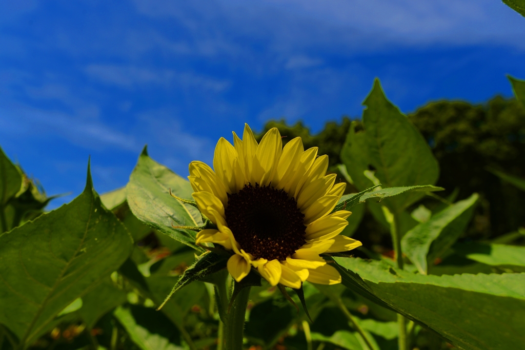  和歌山県植物公園緑花センター