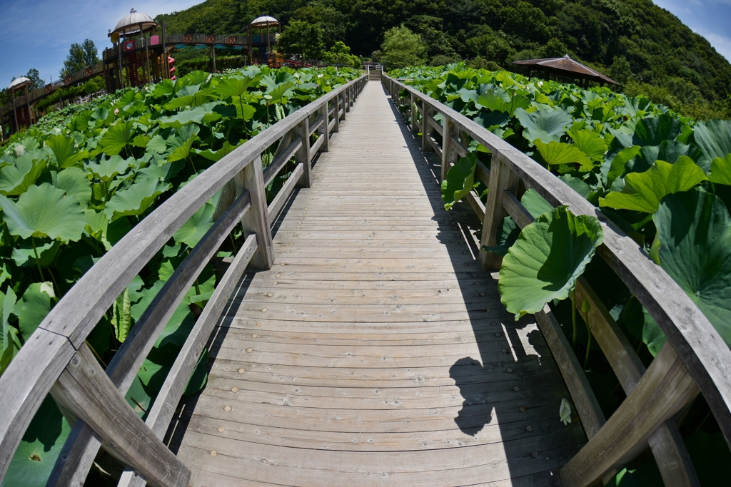  和歌山県植物公園緑花センター