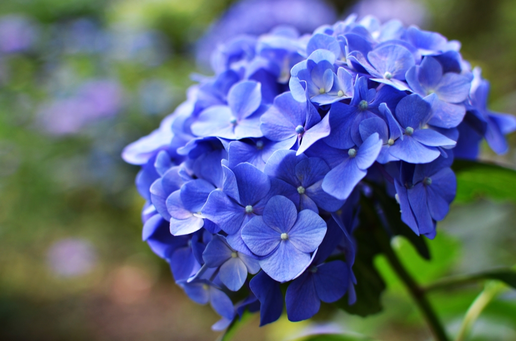 紫陽花