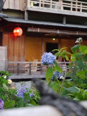 紫陽花